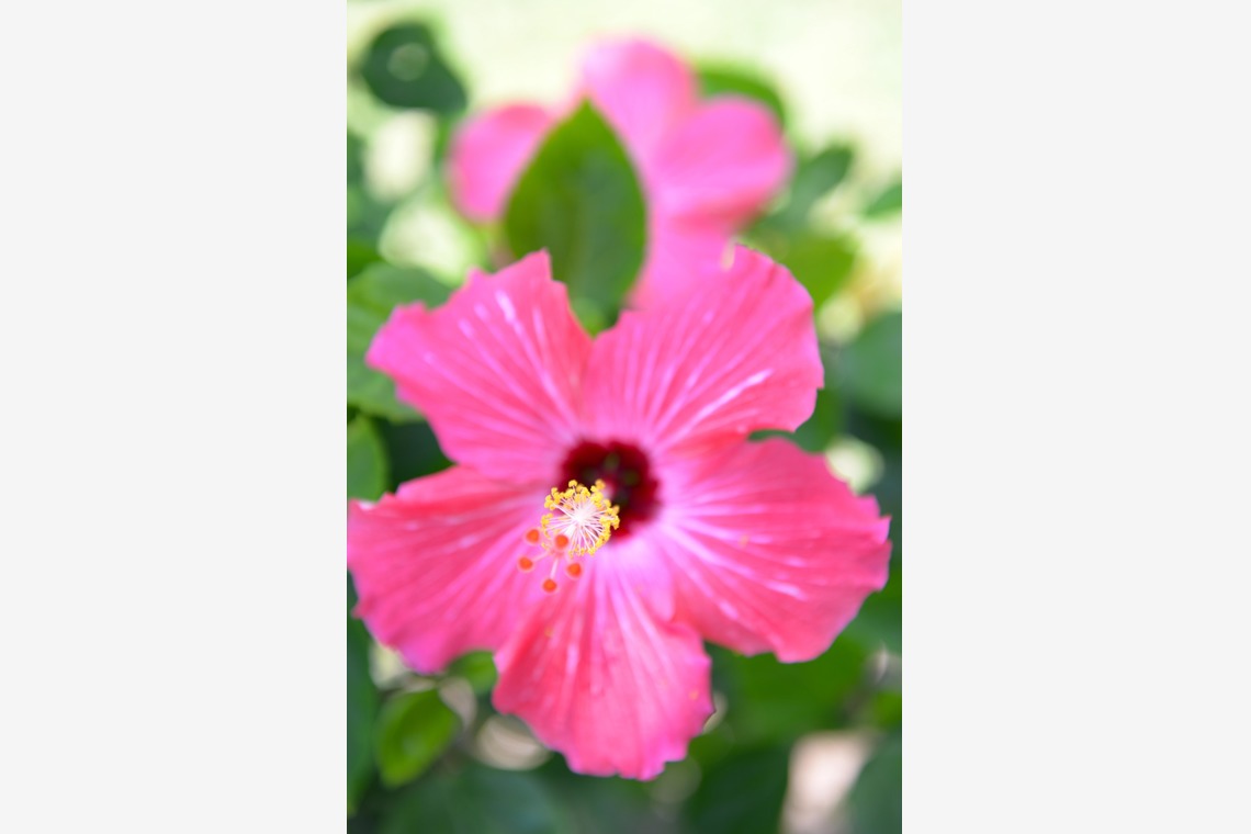 Album of the Wedding, Bridal taken by ARURU Wedding - 