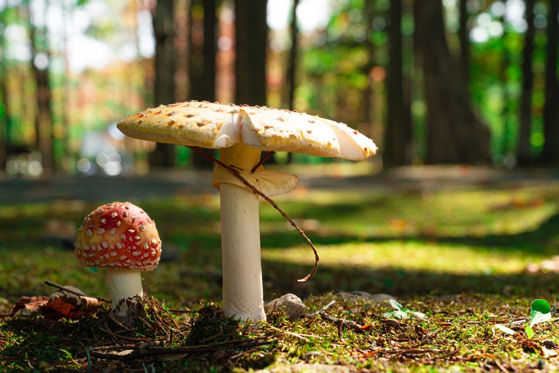 高木勇斗が撮影した「風景　物撮り」の写真