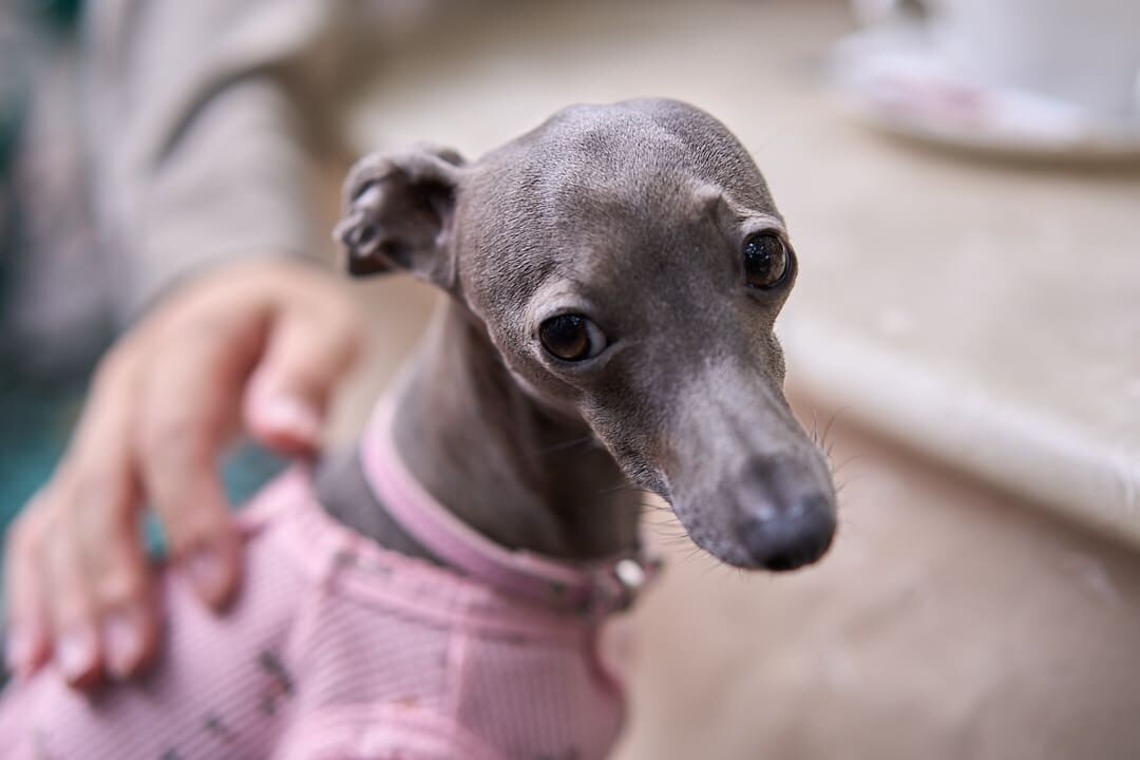 Actが撮影した写真のアルバム「愛犬とのカップルフォト」