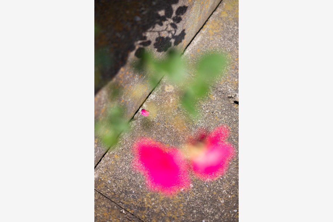 内山慎也が撮影した「植物」の写真