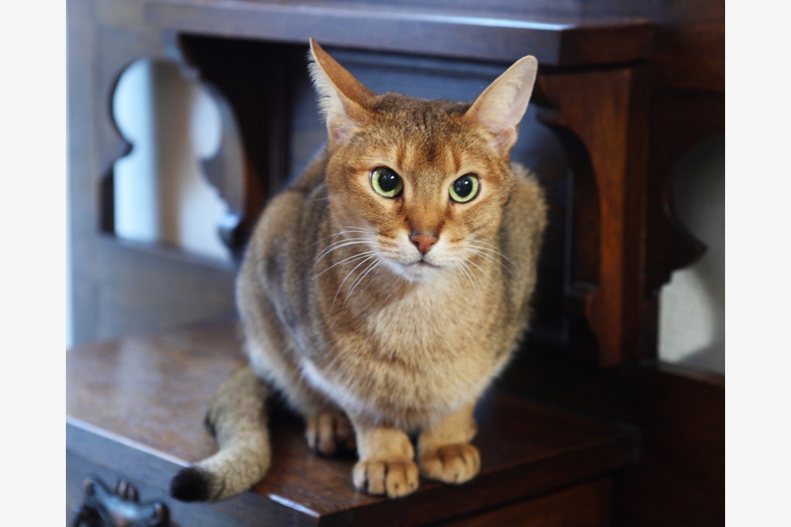 森安　照が撮影した「ペット撮影（犬・猫）」の写真