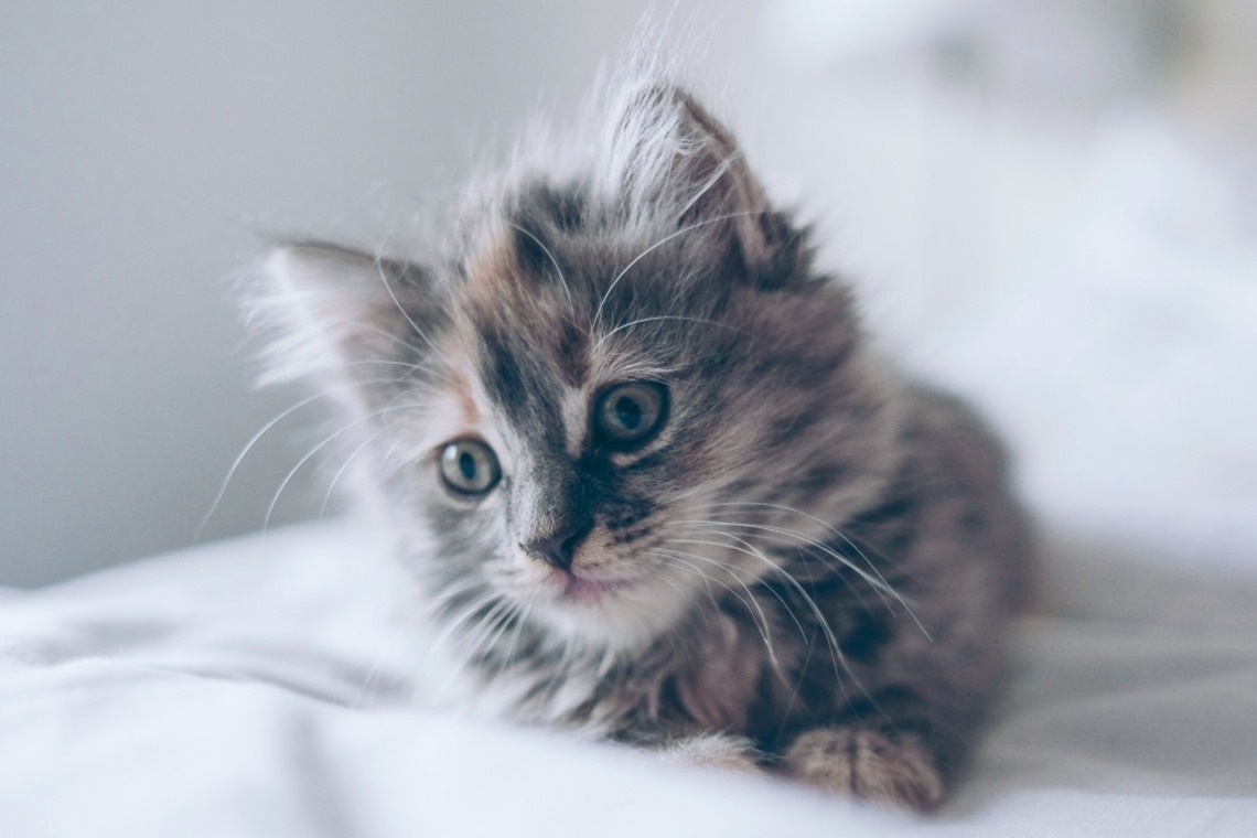 CREATIVE HOUSEが撮影した「ペット写真の出張撮影」の写真