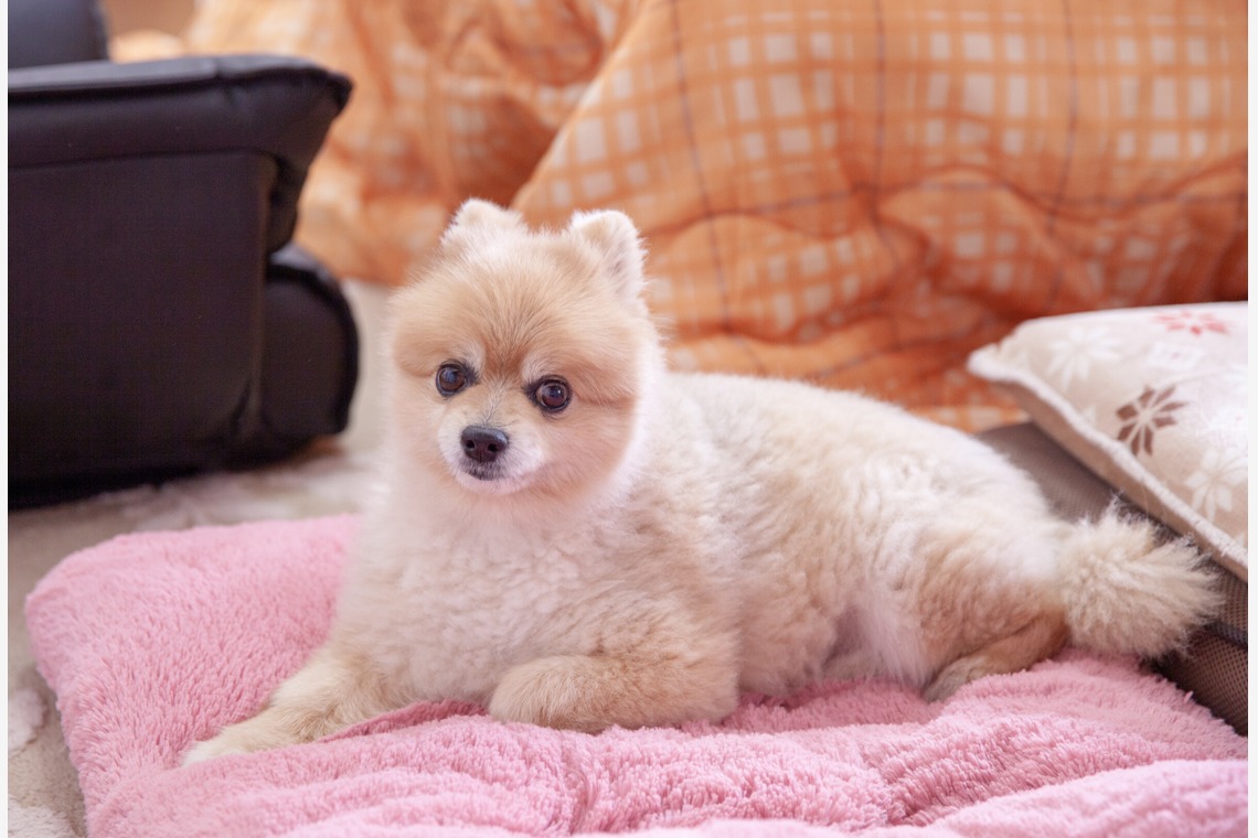 レオン・スナップサービスが撮影したその他のアルバム「ポメラニアン」