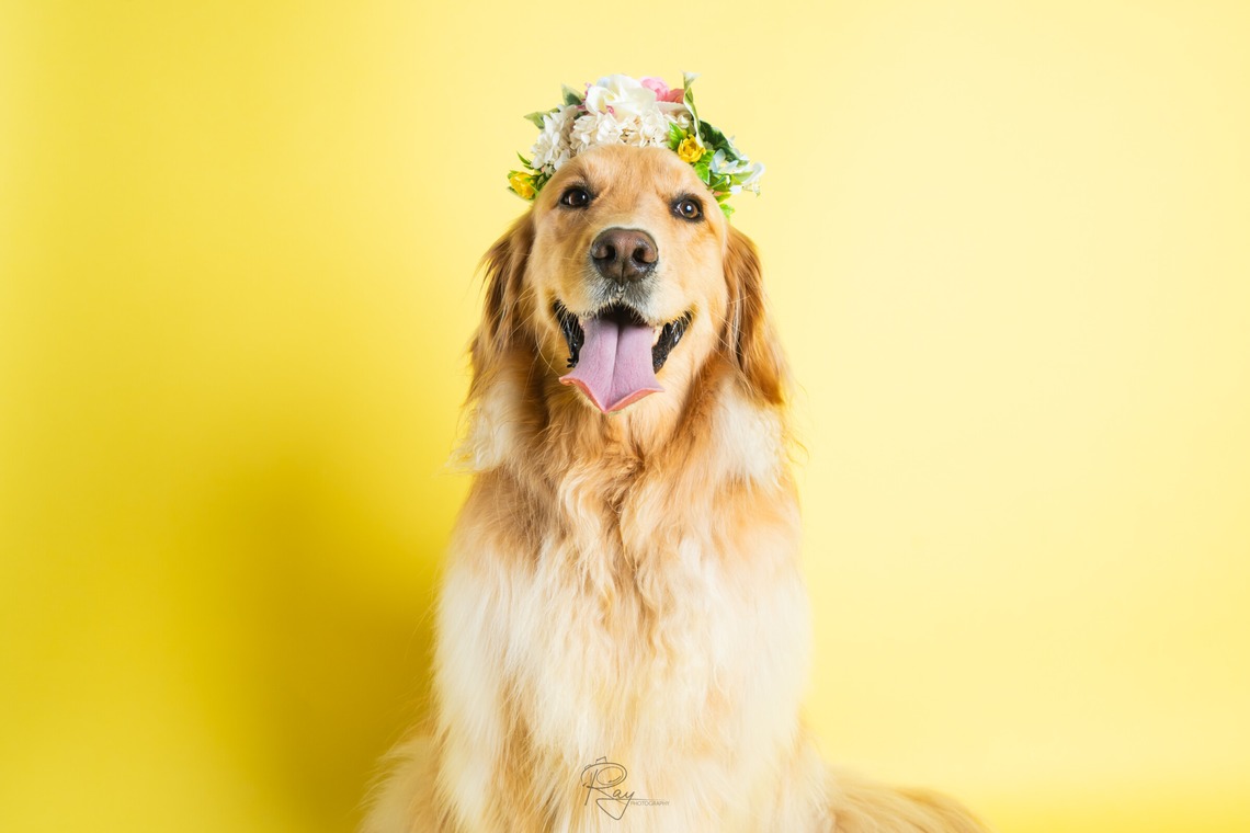 Ray Yamaguchiが出張撮影した家族写真(キッズ,ベビーフォト)などが写った「ペット撮影」の家族写真