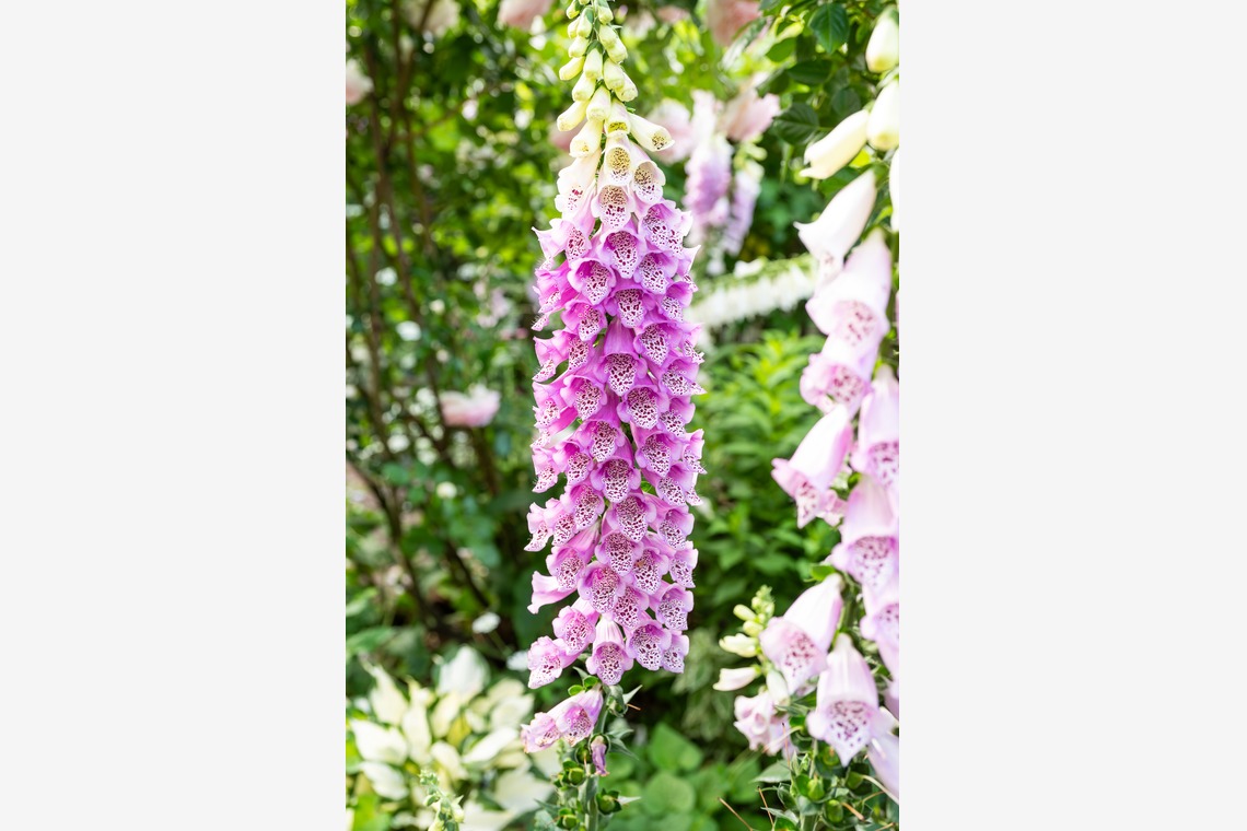 オフィス 芦野が撮影した「番外編（自宅）」の写真