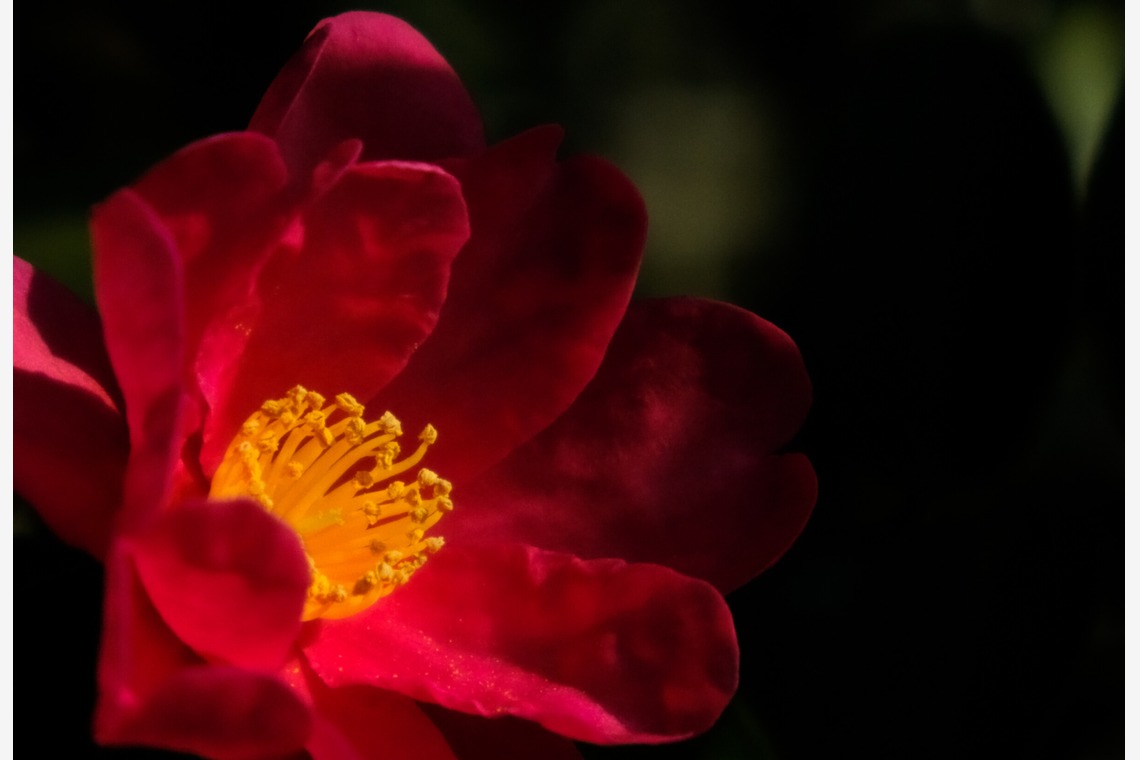 KotobukiPhotosが撮影した写真のアルバム「花・植物」