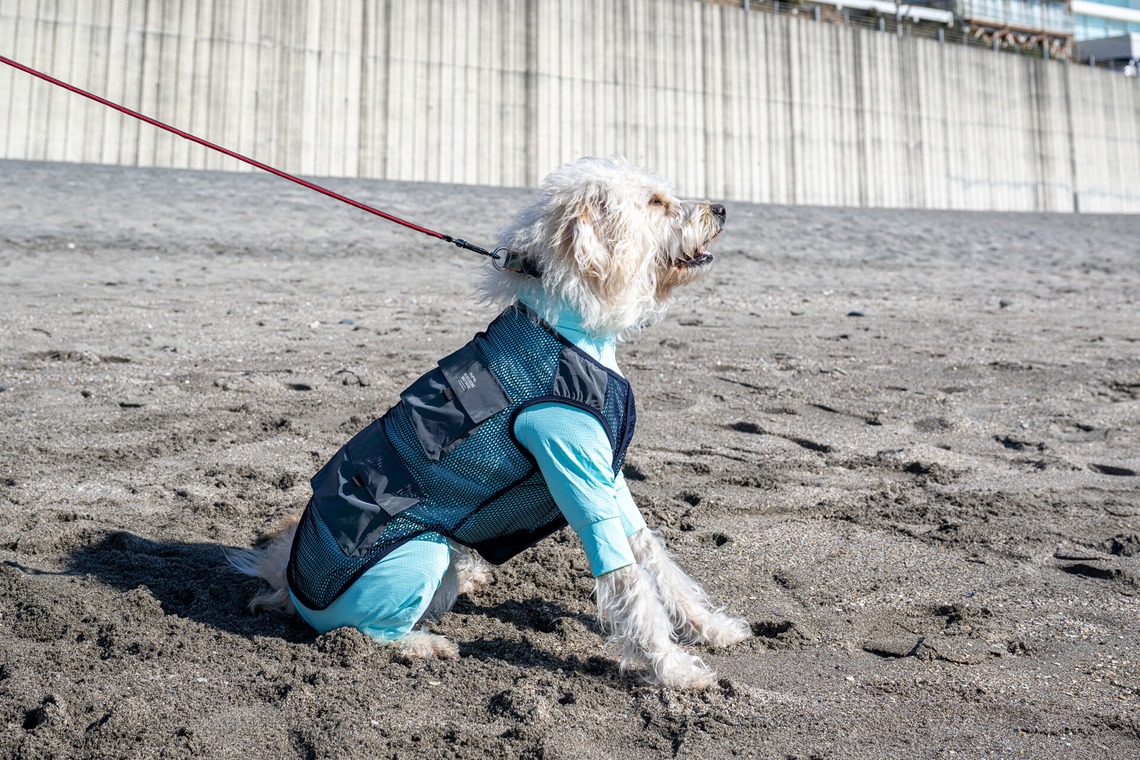 吉田佳央が撮影した「DOG SHOOTING」の写真
