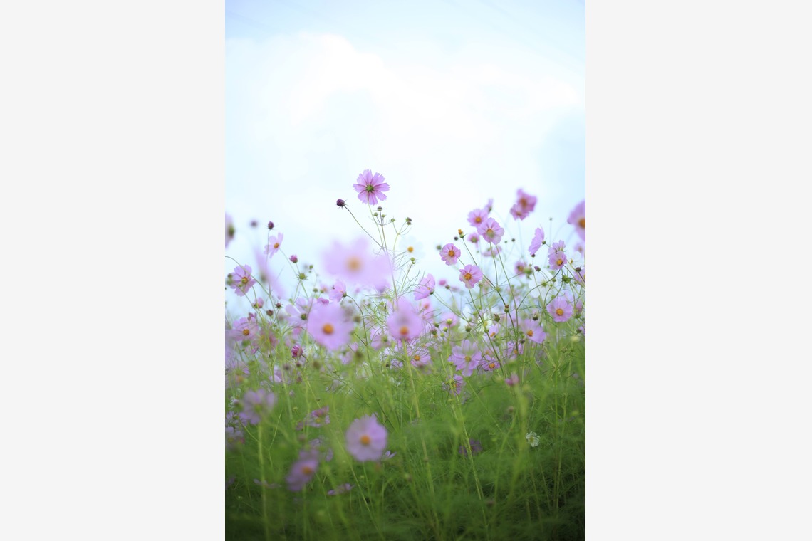 写真屋gonree　阿波根里恵が撮影した写真のアルバム「風景写真（コスモス）」