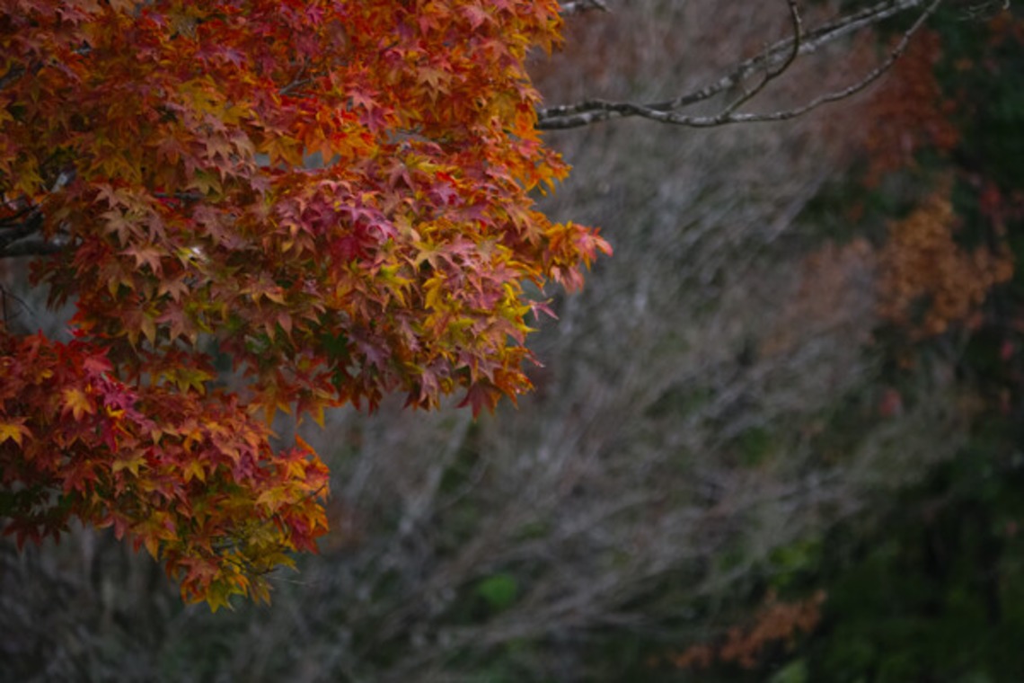 手塚隆弘が撮影した「気ままに」の写真
