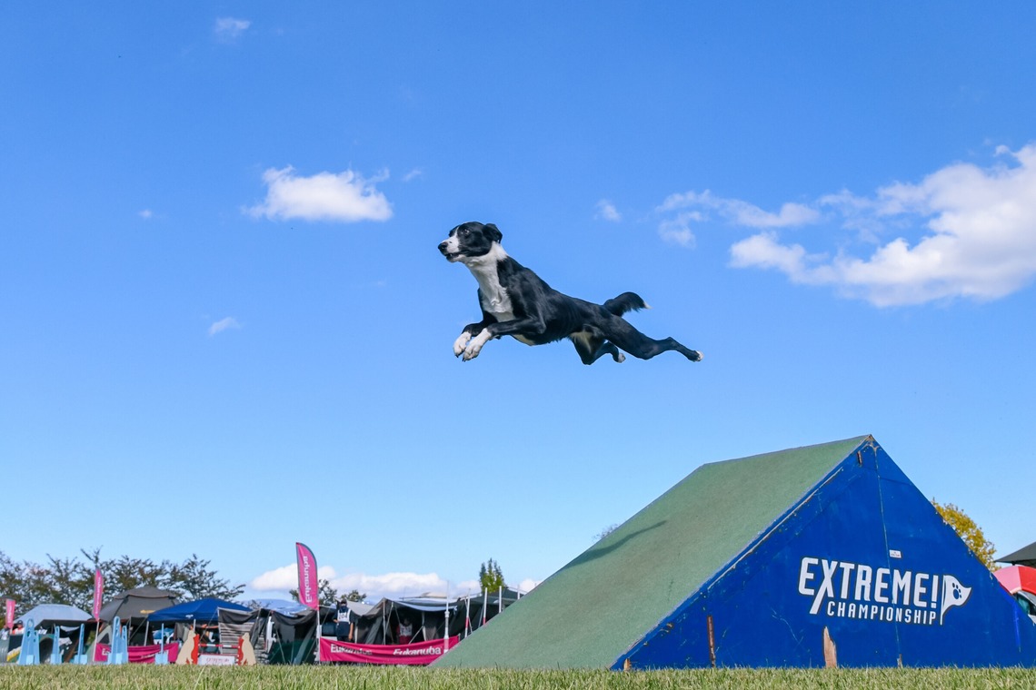 スタジオファンタスが撮影した「ドッグスポーツエクストリーム」の写真
