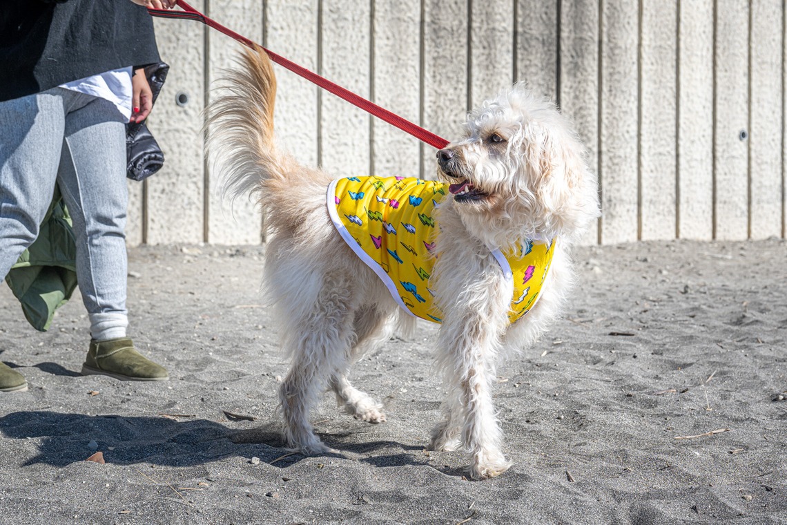 吉田佳央が撮影した「DOG SHOOTING」の写真