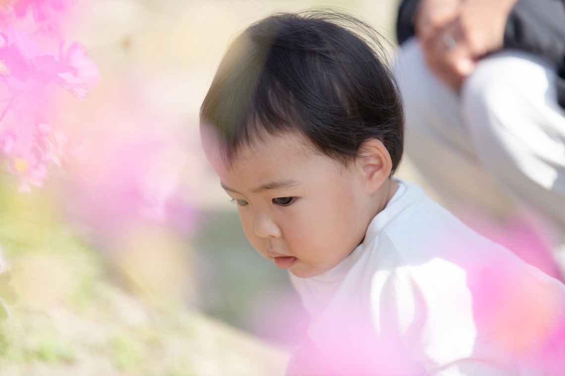 福永写真事務所が撮影した写真のアルバム「家族写真（コスモス畑）」