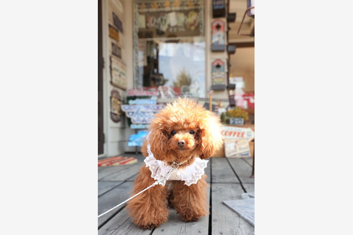 Photographer  Tomoが撮影した写真のアルバム「ペット撮影」