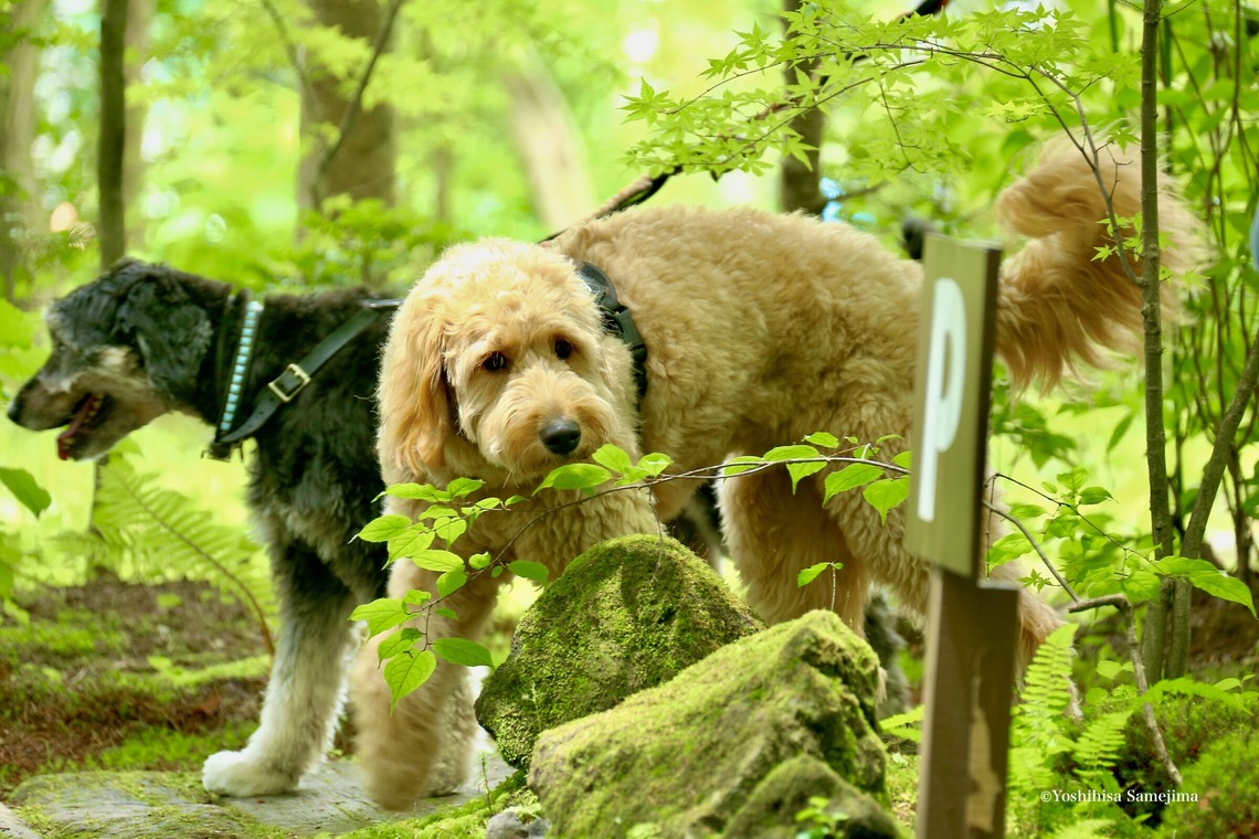 TSD officeが撮影した写真のアルバム「ペット撮影」
