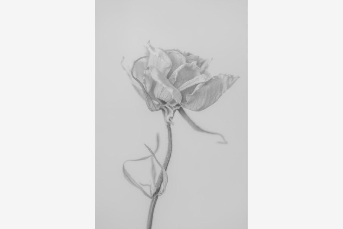 NOJYO高木俊幸写真事務所が撮影した写真のアルバム「花」