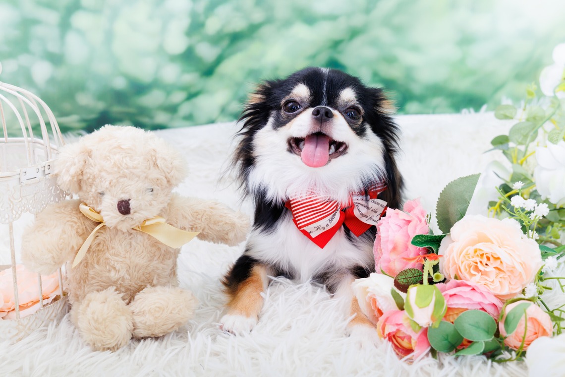 世登理恵が撮影した「ペット」の写真