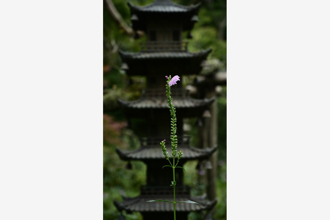 あまかど スタジオが撮影した「風景・史跡の写真撮影」の写真