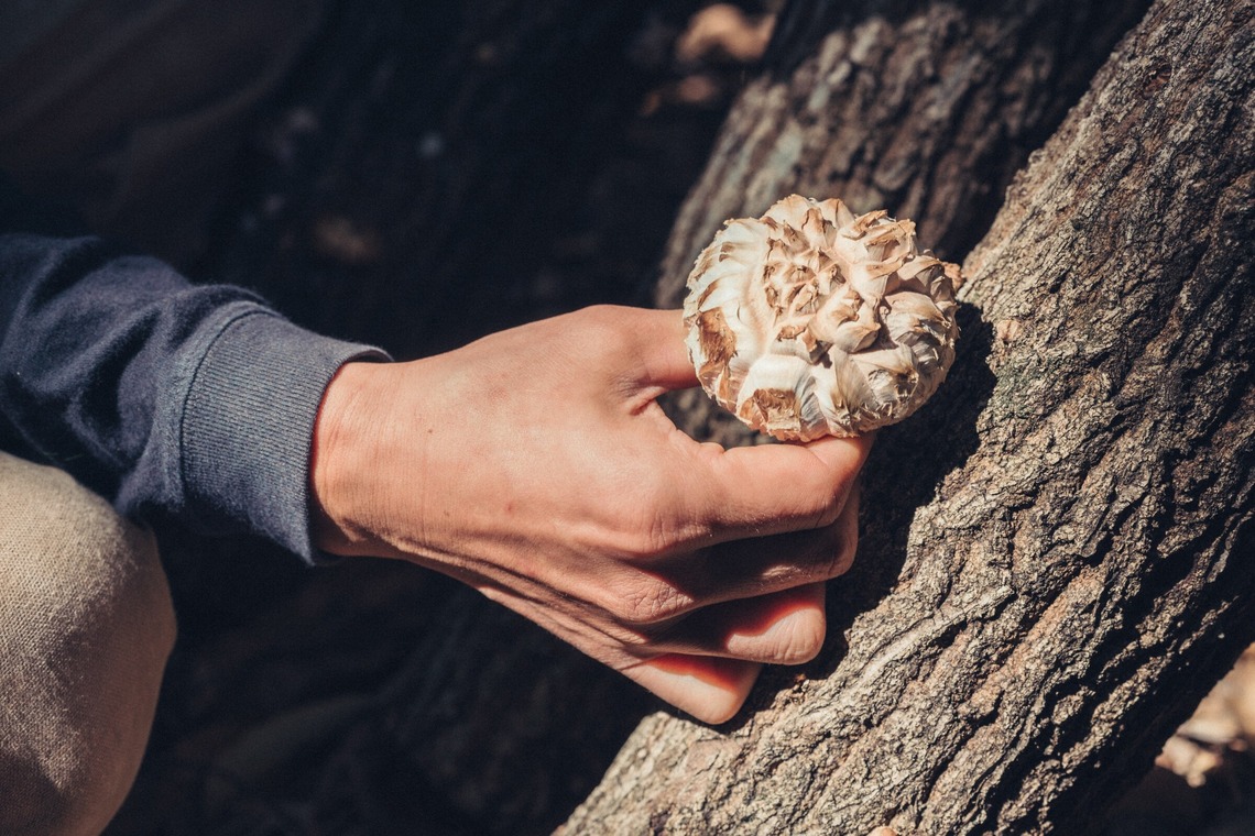 studio cactusが撮影した「農家 - 風景／商品／人物」の写真
