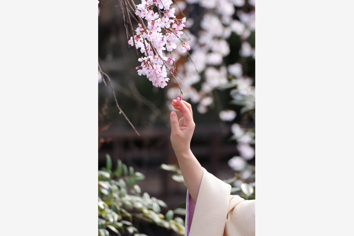 ひときわphotoが撮影した写真のアルバム「屋外撮影など」