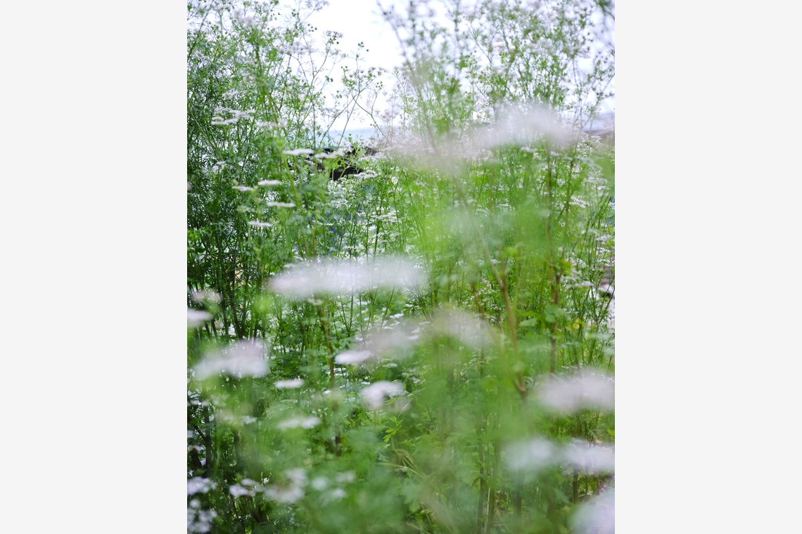 内山慎也が撮影した「植物」の写真