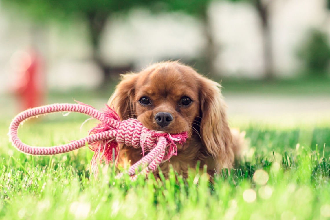 CREATIVE HOUSEが出張撮影した家族写真(キッズ,ベビーフォト)などが写った「ペット写真の出張撮影」の家族写真