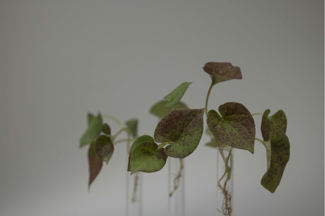 アオスタジオが撮影した「実績」の写真