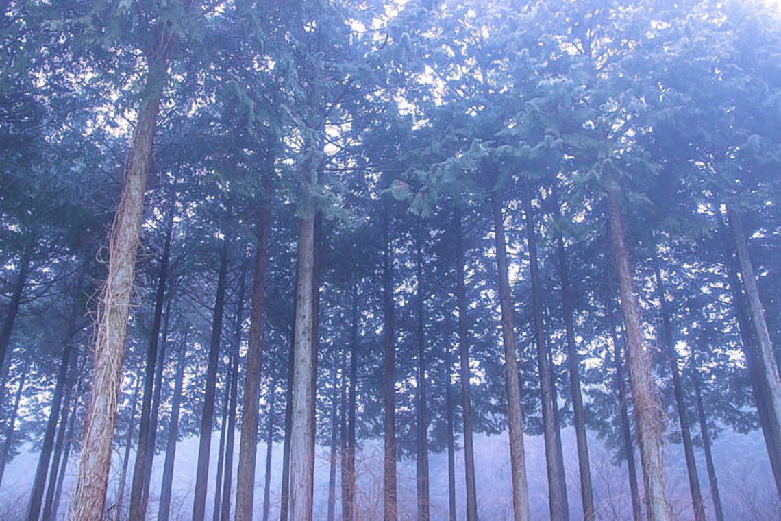 フリーカメラマンmio