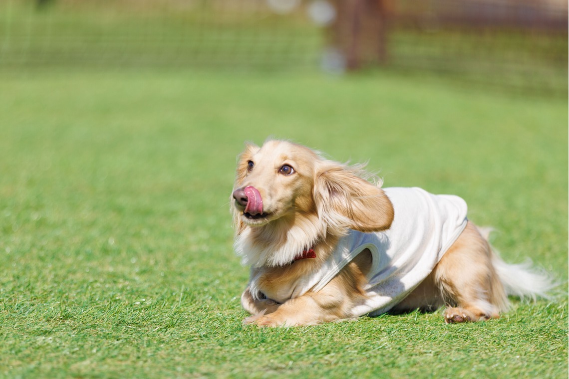 T.Matsumuraが撮影した「ペット」の写真
