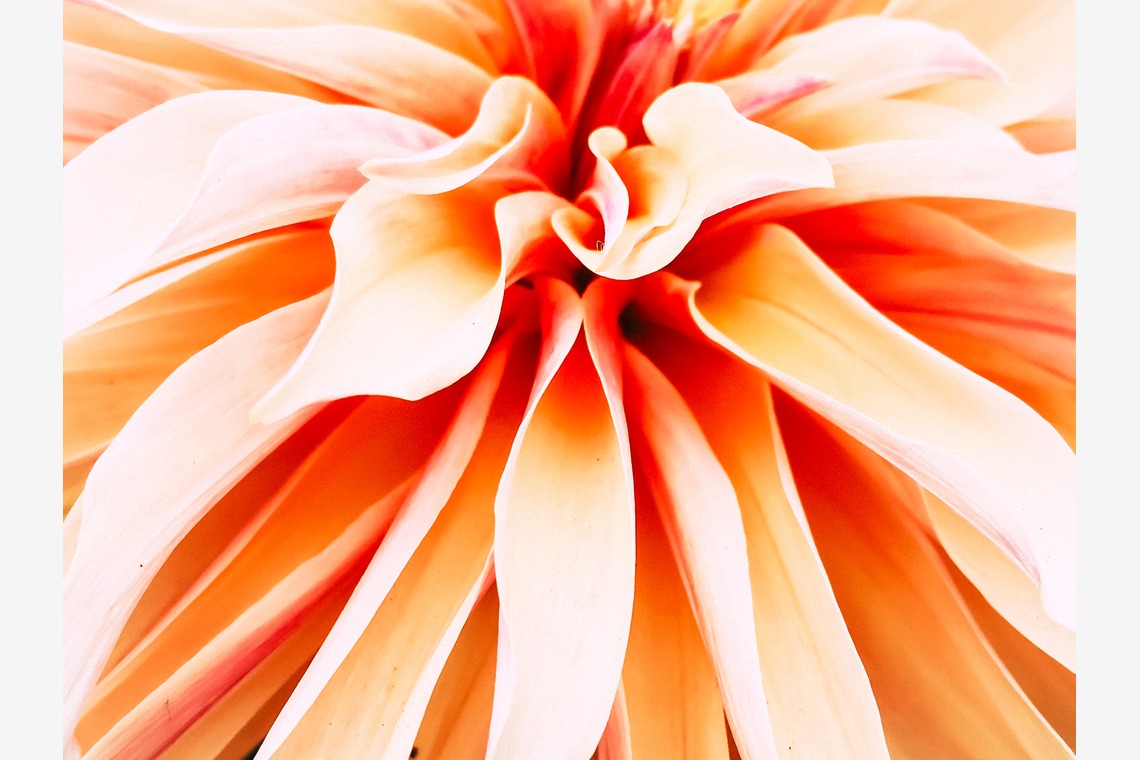 磯谷亮太が撮影した「flower」の写真