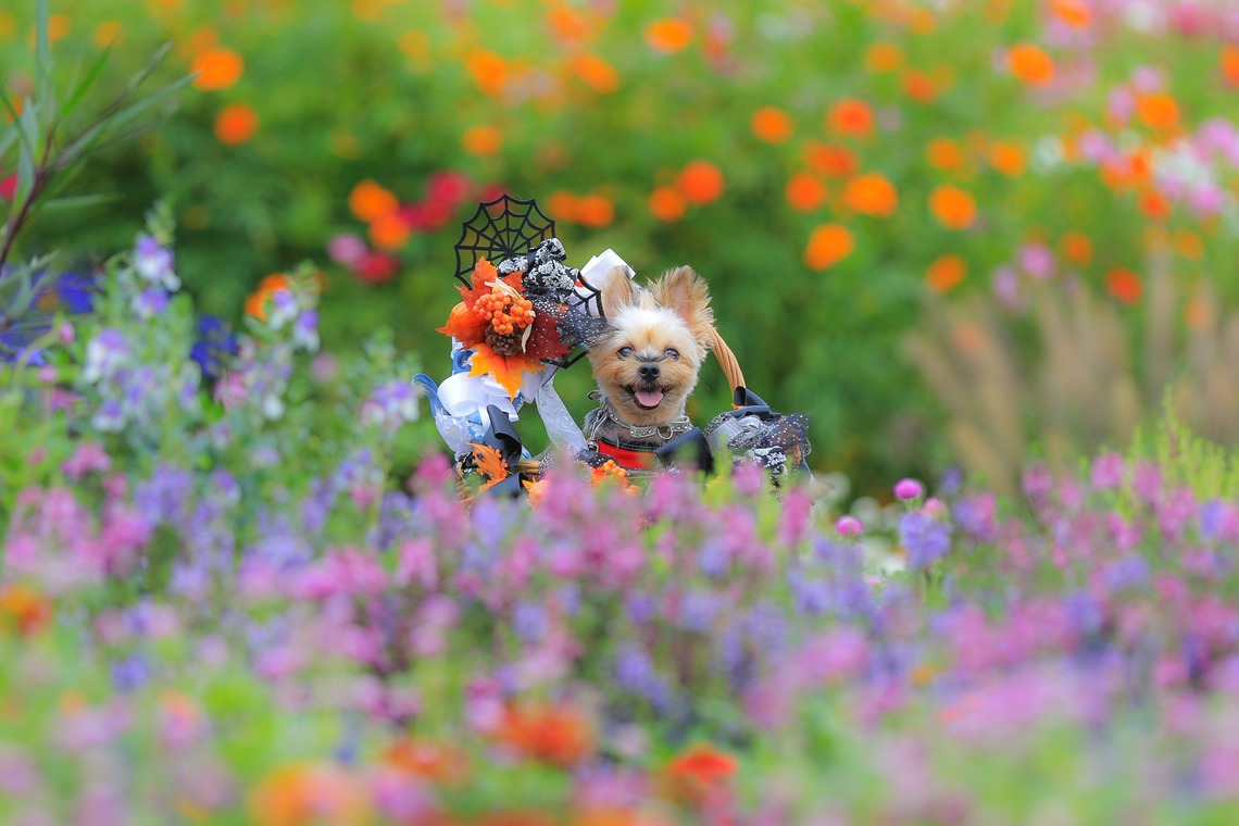 高橋 透（Coo&Sea STUDIO代表）が出張撮影した家族写真(キッズ,ベビーフォト)などが写った「大花壇de撮影会／秋＠横浜」の家族写真