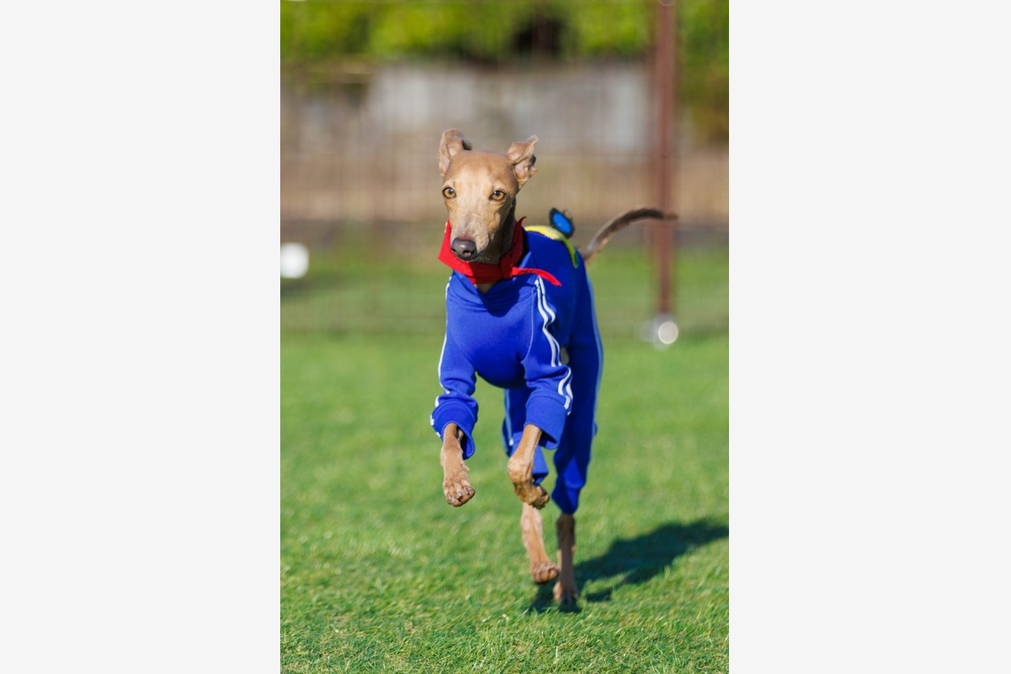 T.Matsumuraが撮影した「ペット」の写真