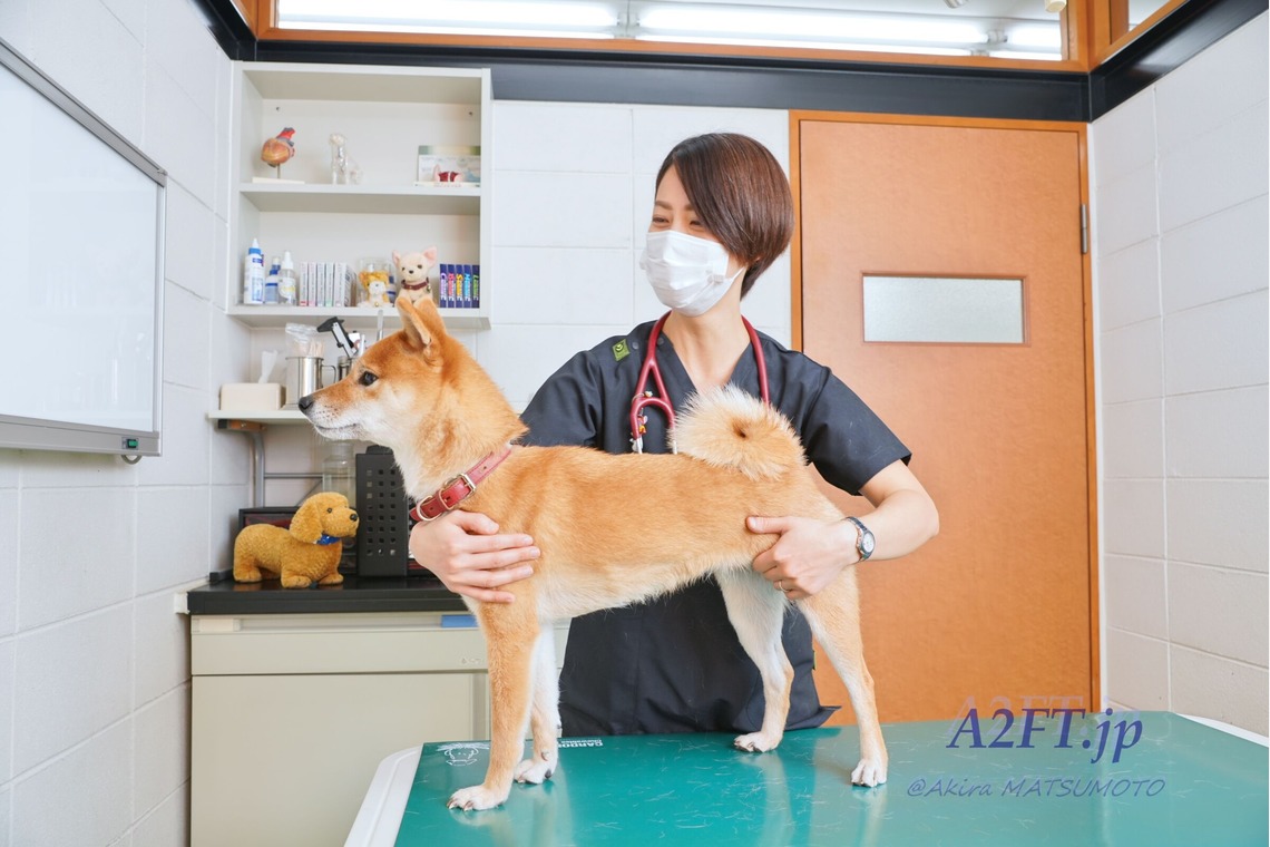 A2FT.jpフォトグラファーまつもとあきらが撮影した写真のアルバム「2021年1月 緑が丘動物病院様」