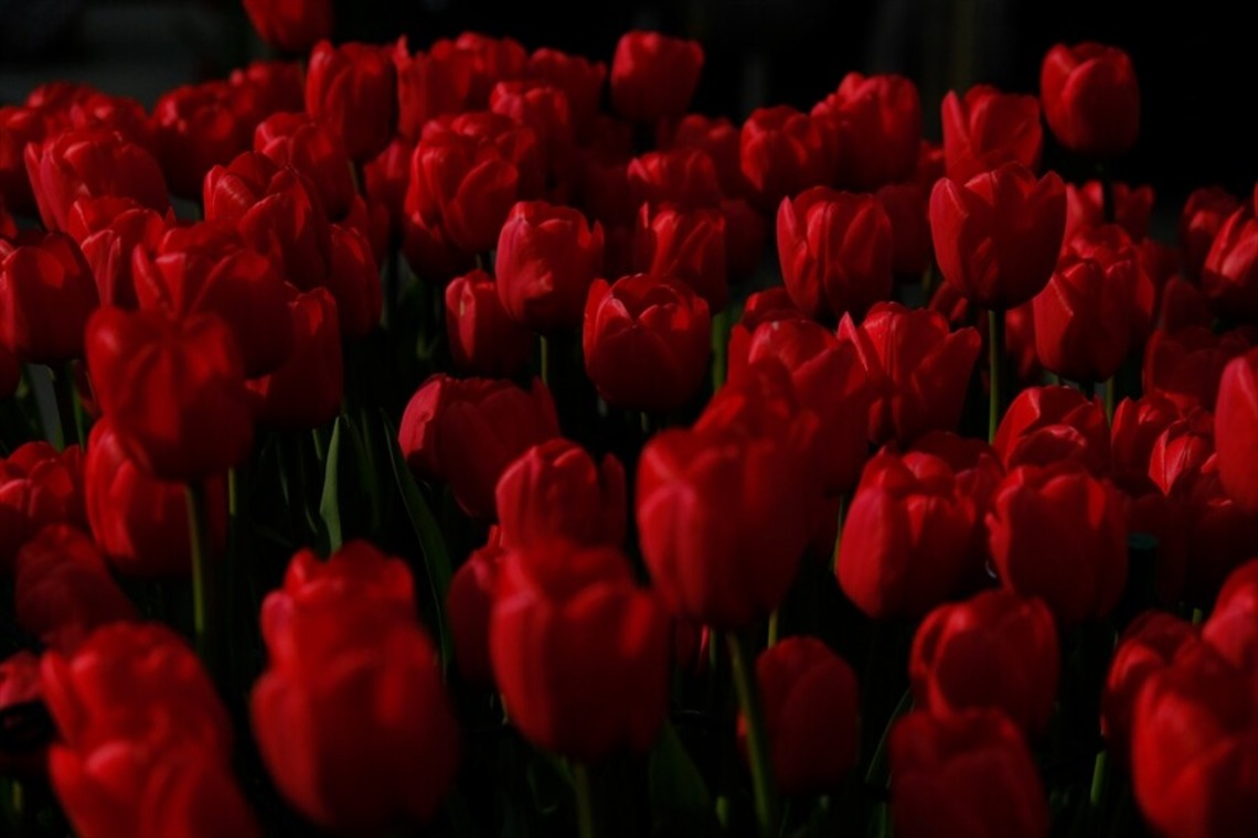 KotobukiPhotosが撮影した「花・植物」の写真