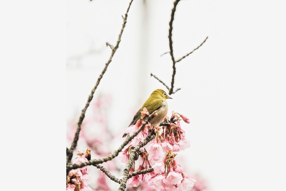 Aoshima Photographyが撮影した「Black Fly's Sunglasses」の写真