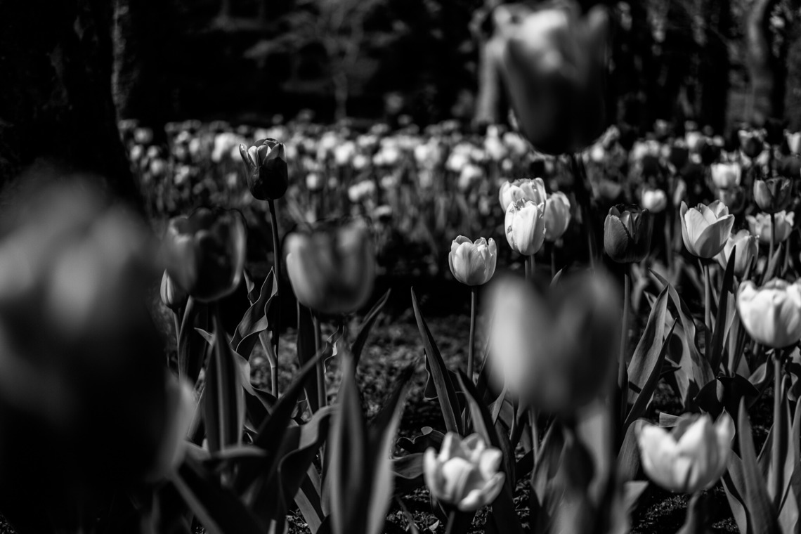 堀内 陽希が撮影した写真のアルバム「植物」