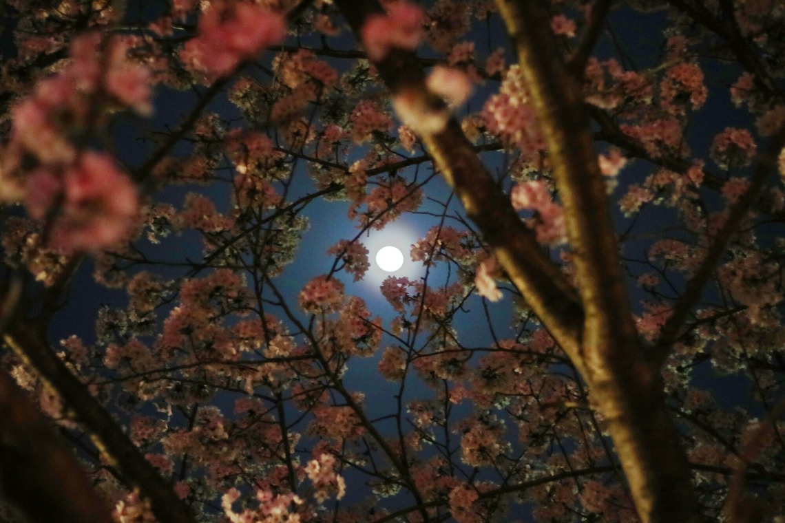 出張撮影のメモリーズが撮影した「nature-アラカルト」の写真