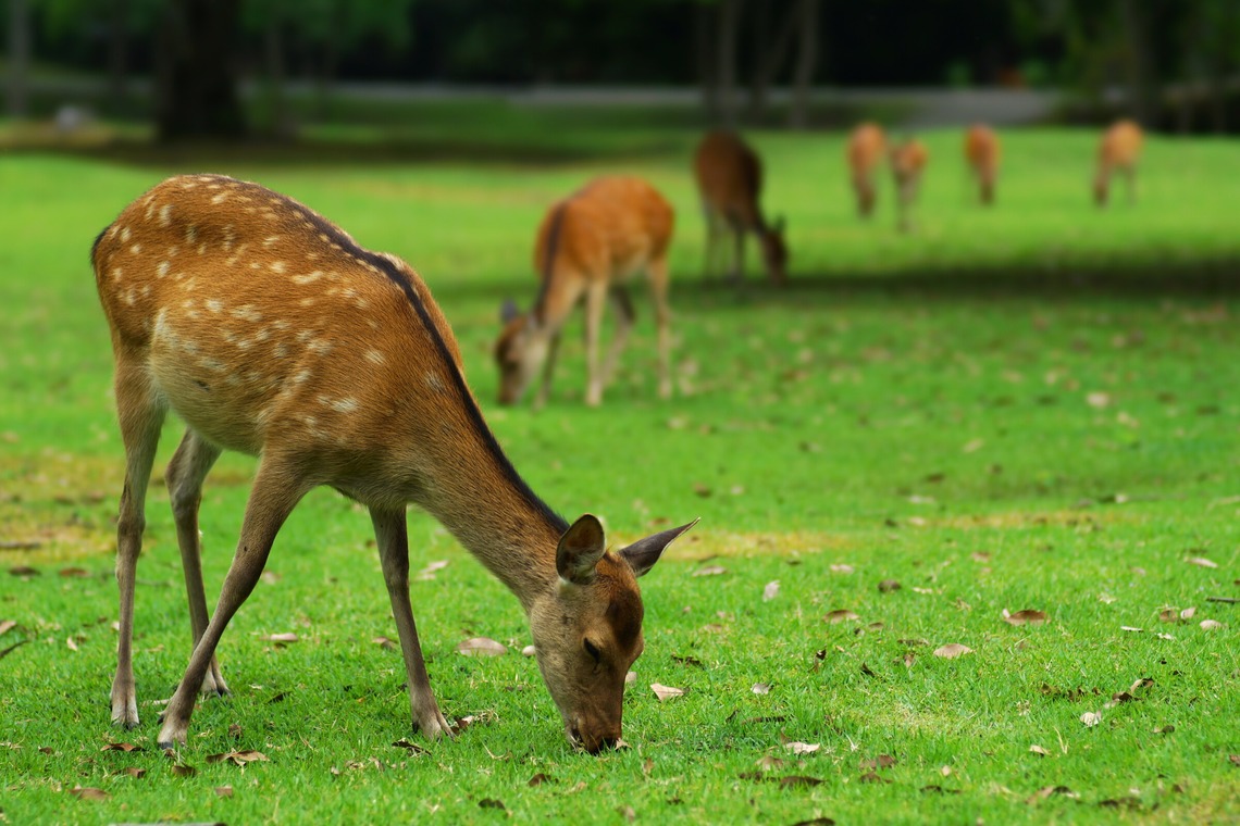 難波卓美が撮影した「街角スナップ」の写真