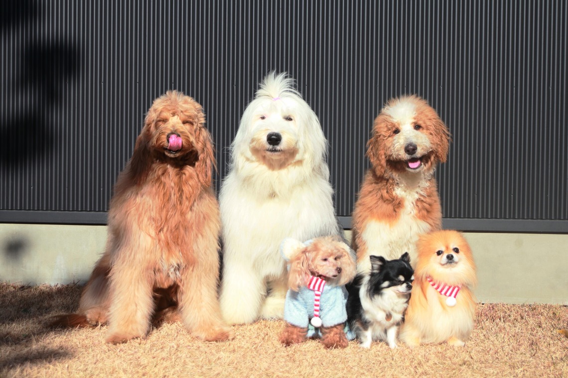 外川博己が撮影した「ペット撮影」の写真