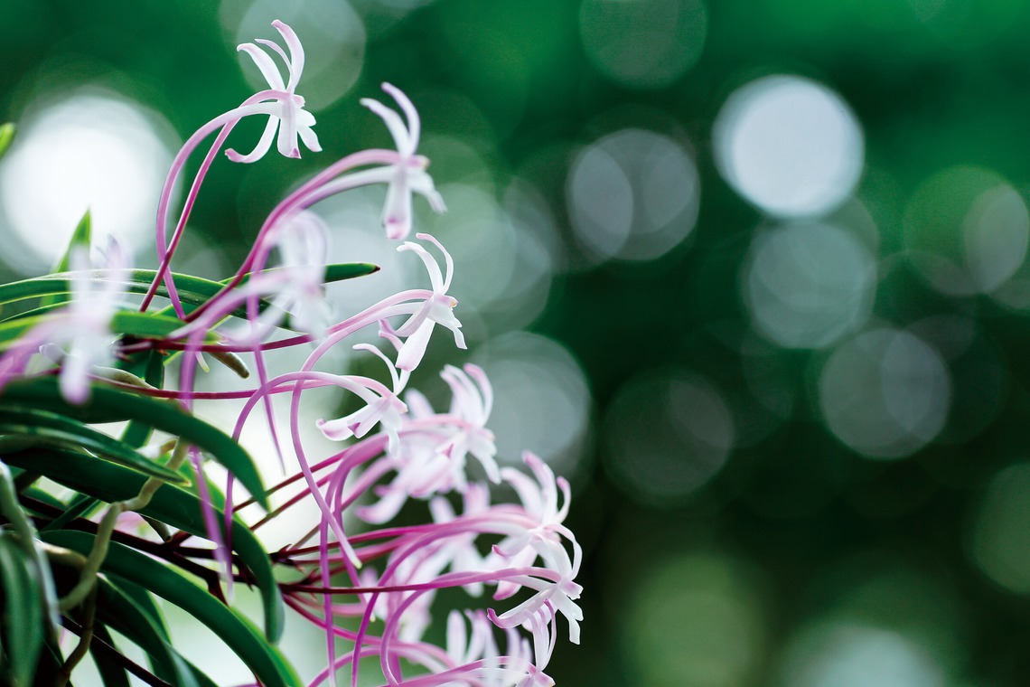 Herbest Productsが撮影した写真のアルバム「静物」