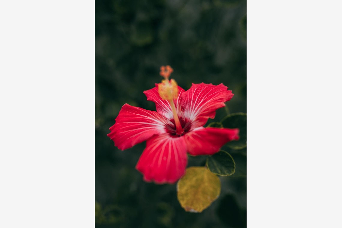 ポートレート沖縄が撮影した「自然の中の家族の自然な姿＠読谷村の海岸と芝生」の写真