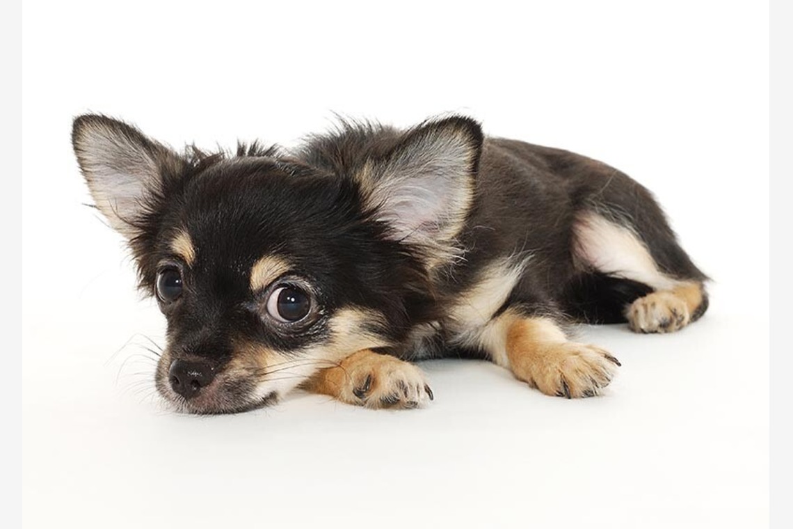 有限会社スタジオホリデーが撮影した「商品撮影　大阪」の写真