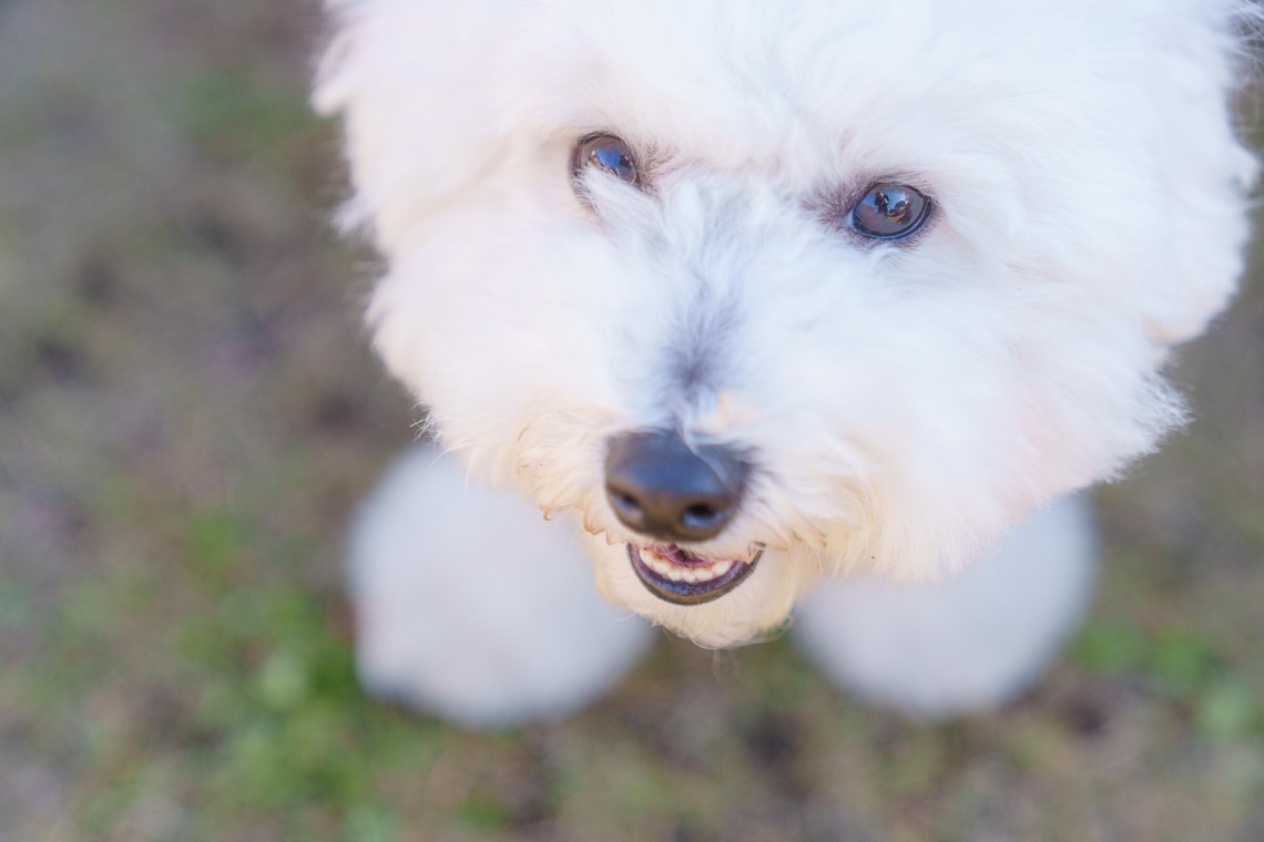 牧野 政宏が撮影した「ペット撮影」の写真