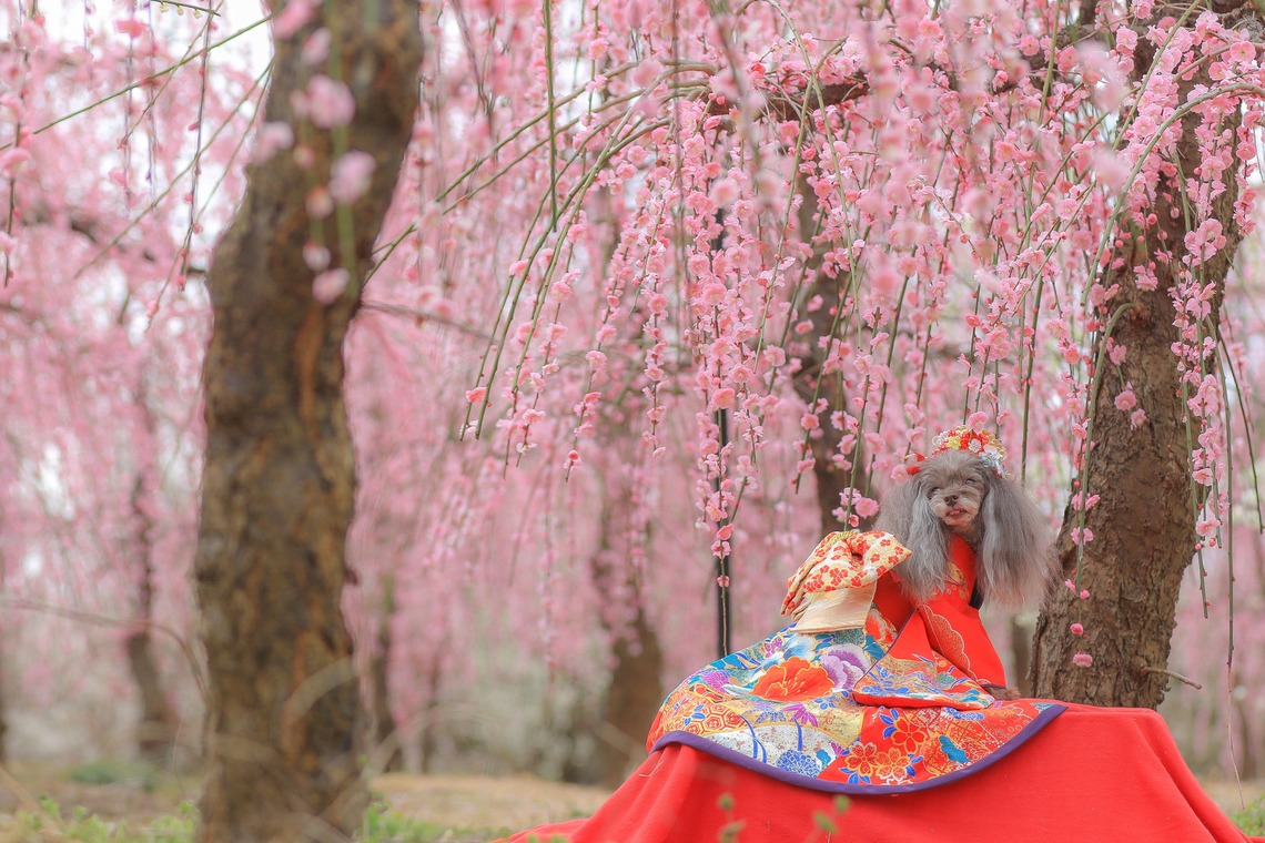 高橋 透（Coo&Sea STUDIO代表）が出張撮影した家族写真(キッズ,ベビーフォト)などが写った「梅de撮影会＠小田原」の家族写真