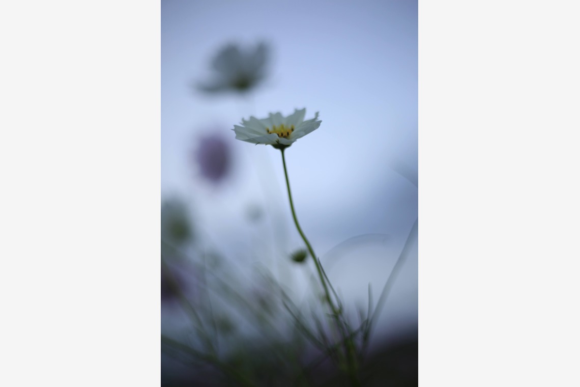 写真屋gonree　阿波根里恵が撮影した写真のアルバム「風景写真（コスモス）」