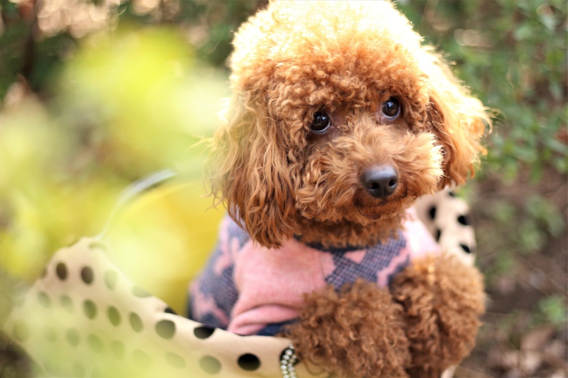 Photographer  Tomoが撮影した写真のアルバム「ペット撮影」