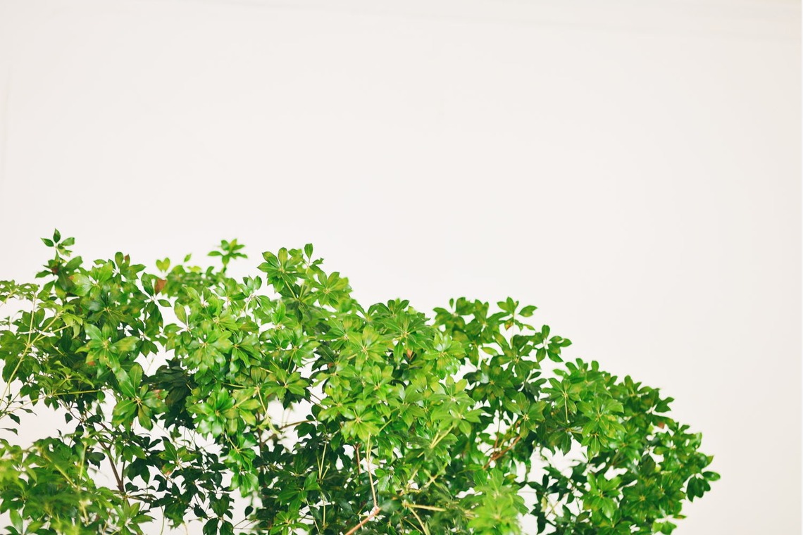 Photo of  taken by Raita Kuwahara photography