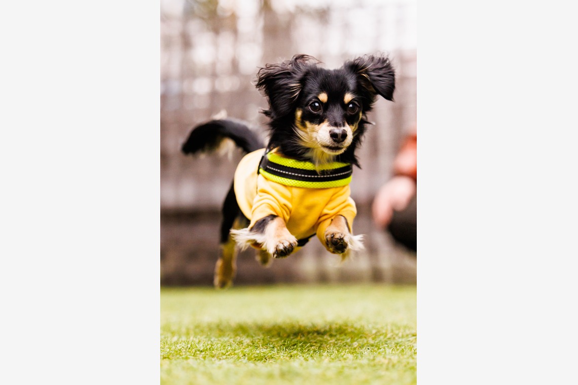 猫田晃広が撮影した「わんちゃん撮影」の写真