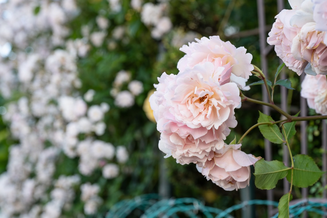 オフィス 芦野が撮影した「番外編（自宅）」の写真