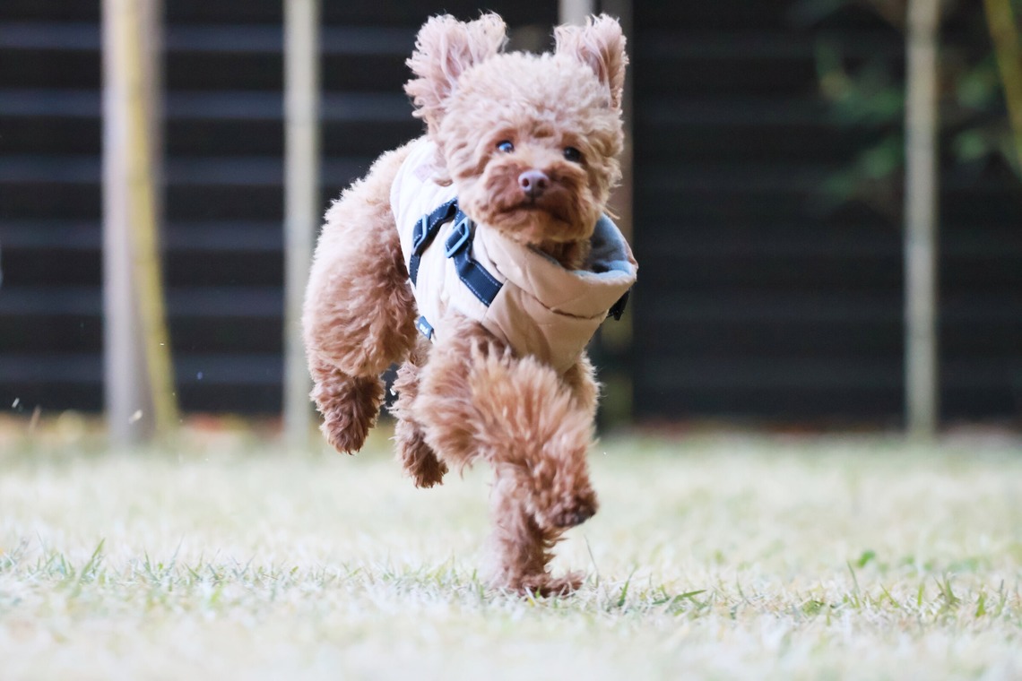 外川博己が撮影した「ペット撮影」の写真