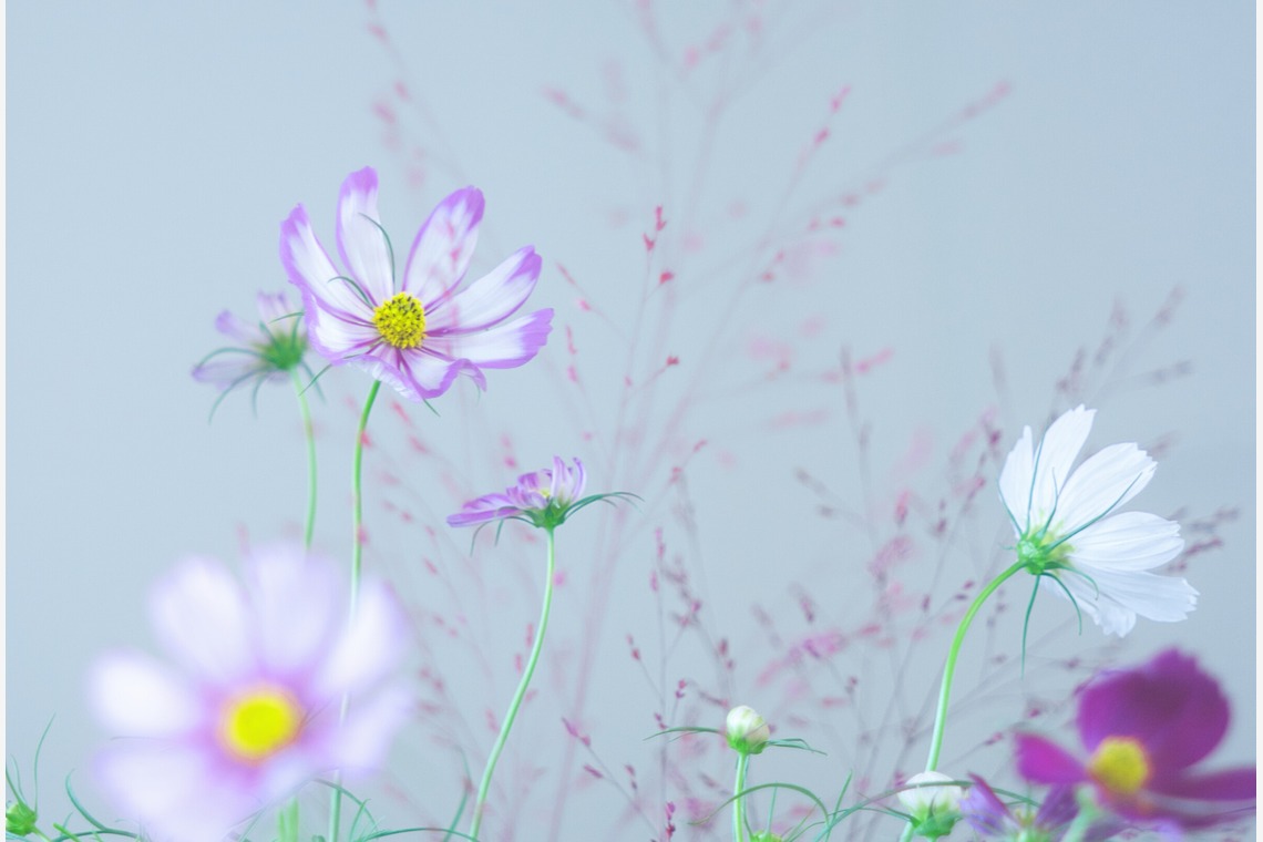 SmileMemoriesPhotoStudioが撮影した「小物・花撮影」の写真